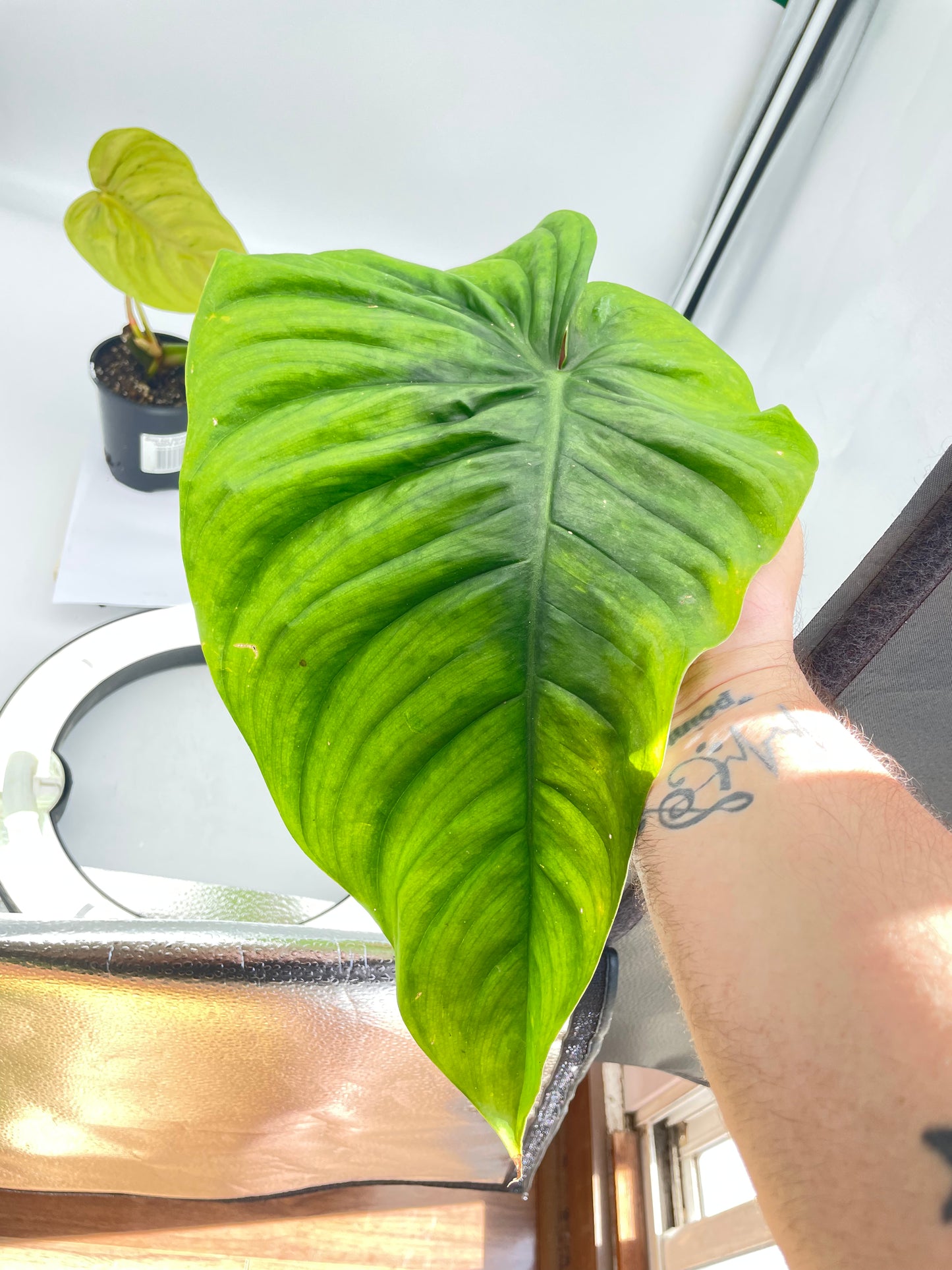 Philodendron Tenue x Plowmanii