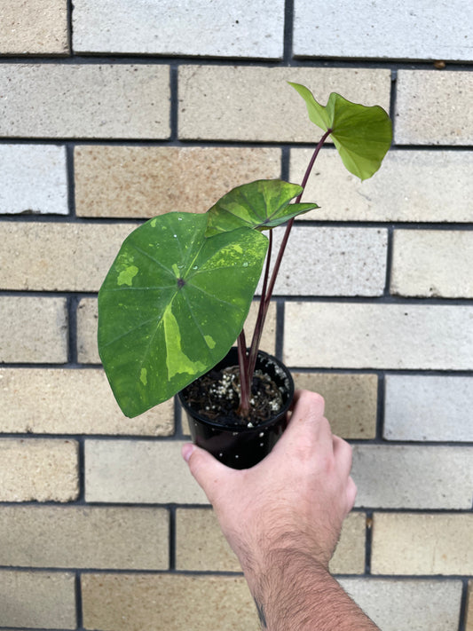 Colocasia Lime Gecko