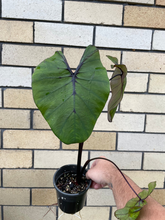 Colocasia Pharaoh's Mask