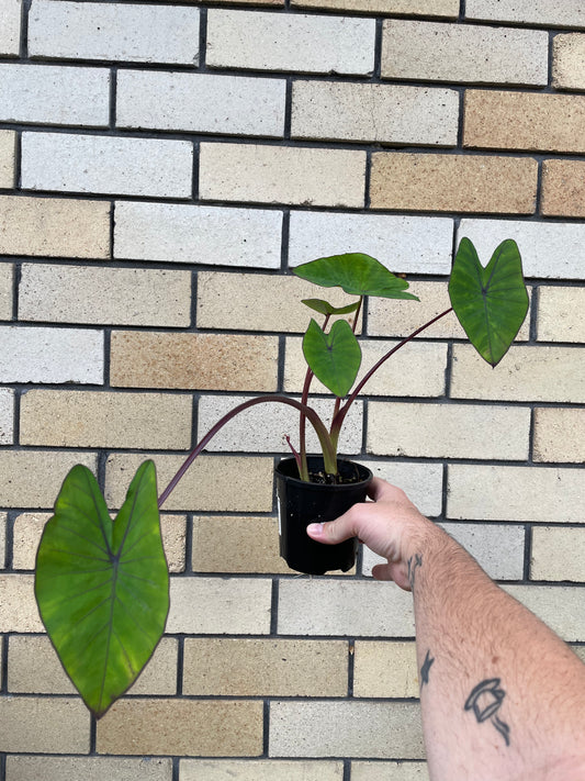Colocasia Blue Hawaii