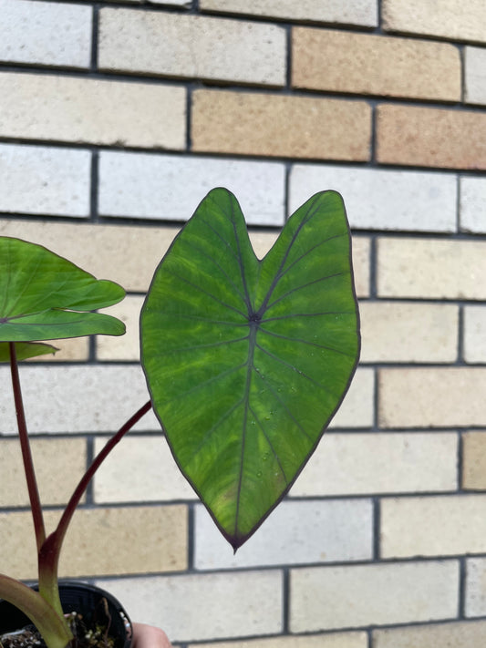 Colocasia Blue Hawaii