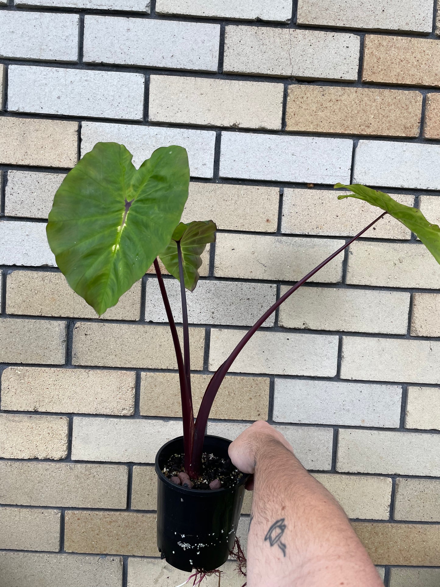 Colocasia White Lava