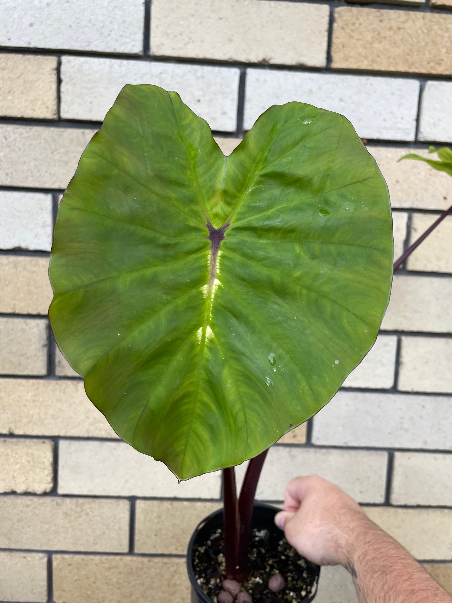 Colocasia White Lava