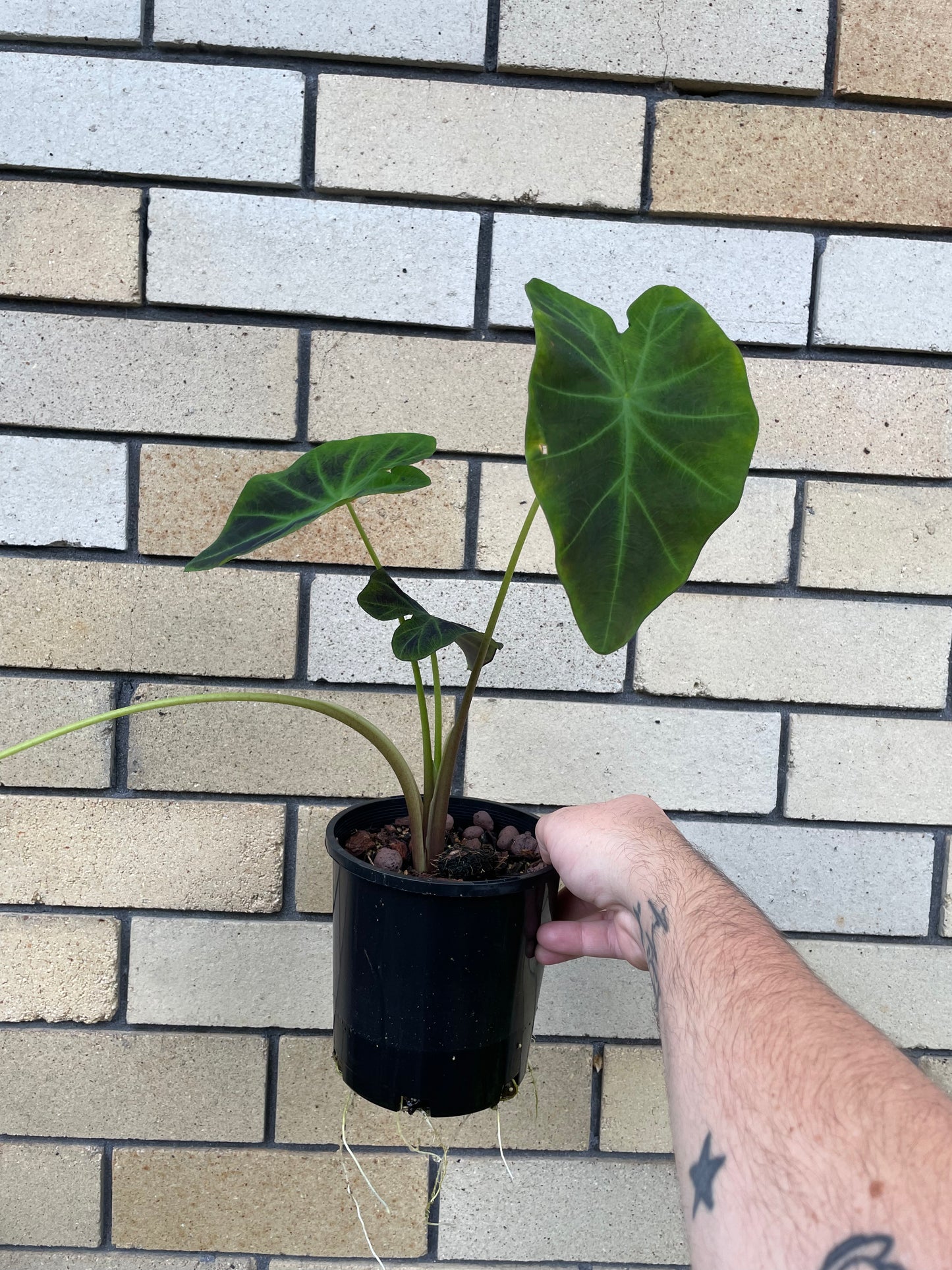 Colocasia Illustris