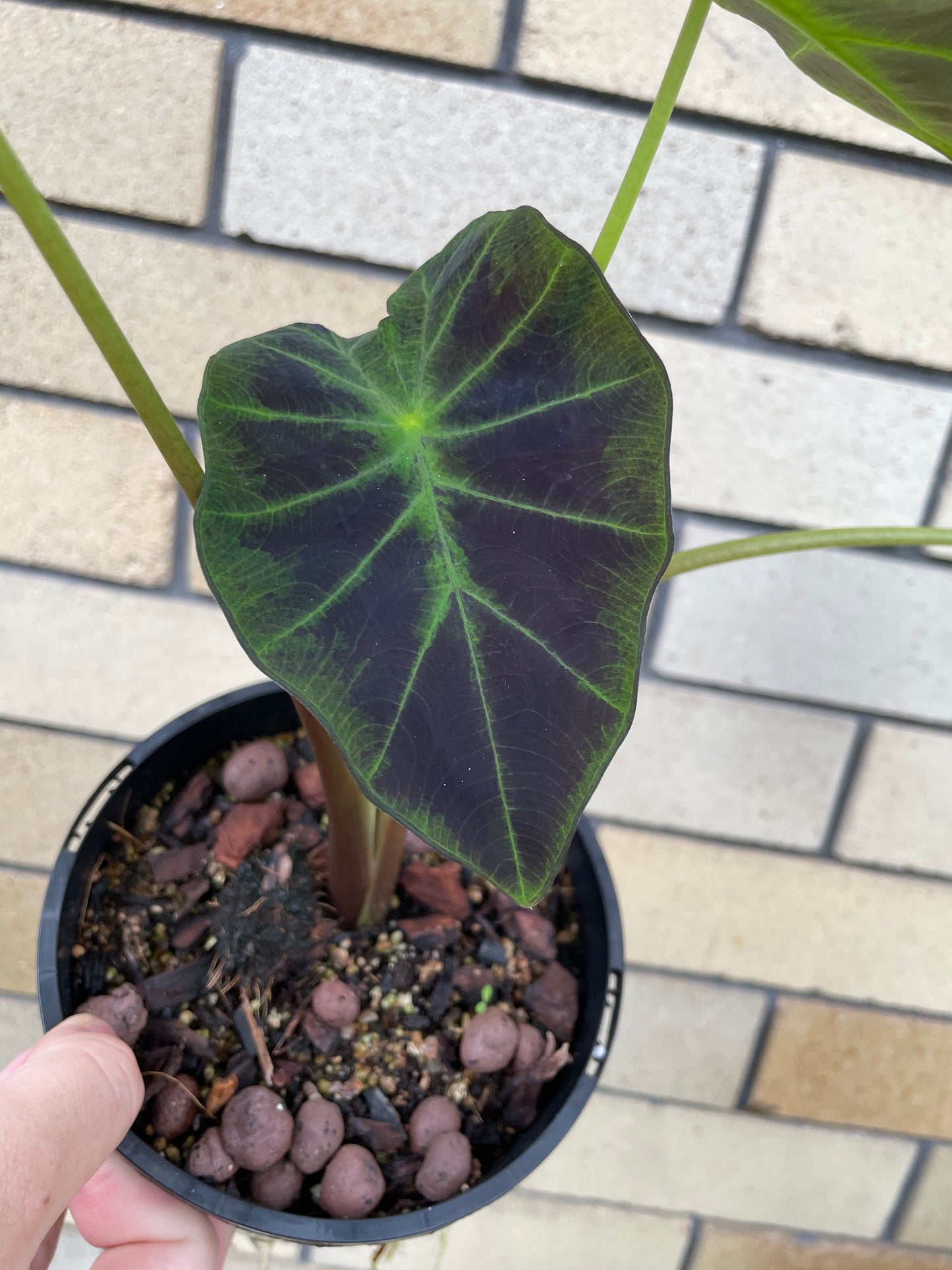 Colocasia Illustris