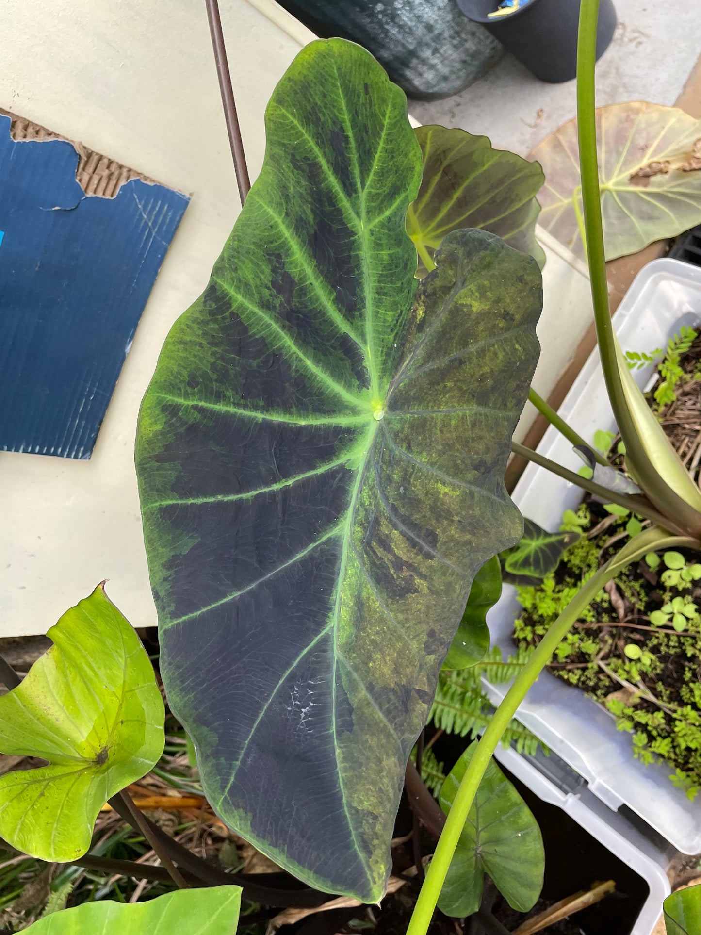 Colocasia Illustris