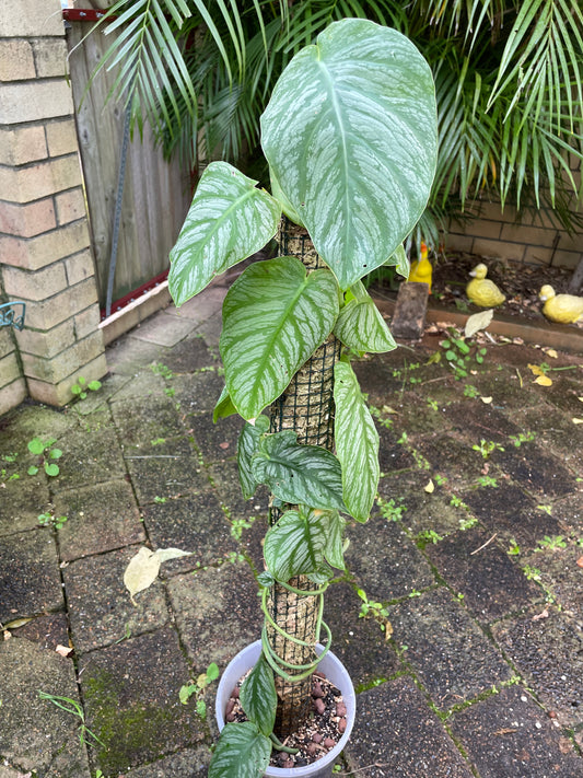 Monstera Dubia on 90cm pole