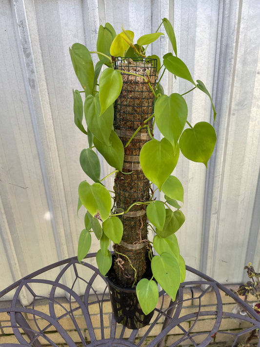 Philodendron Lemon Lime on moss pole
