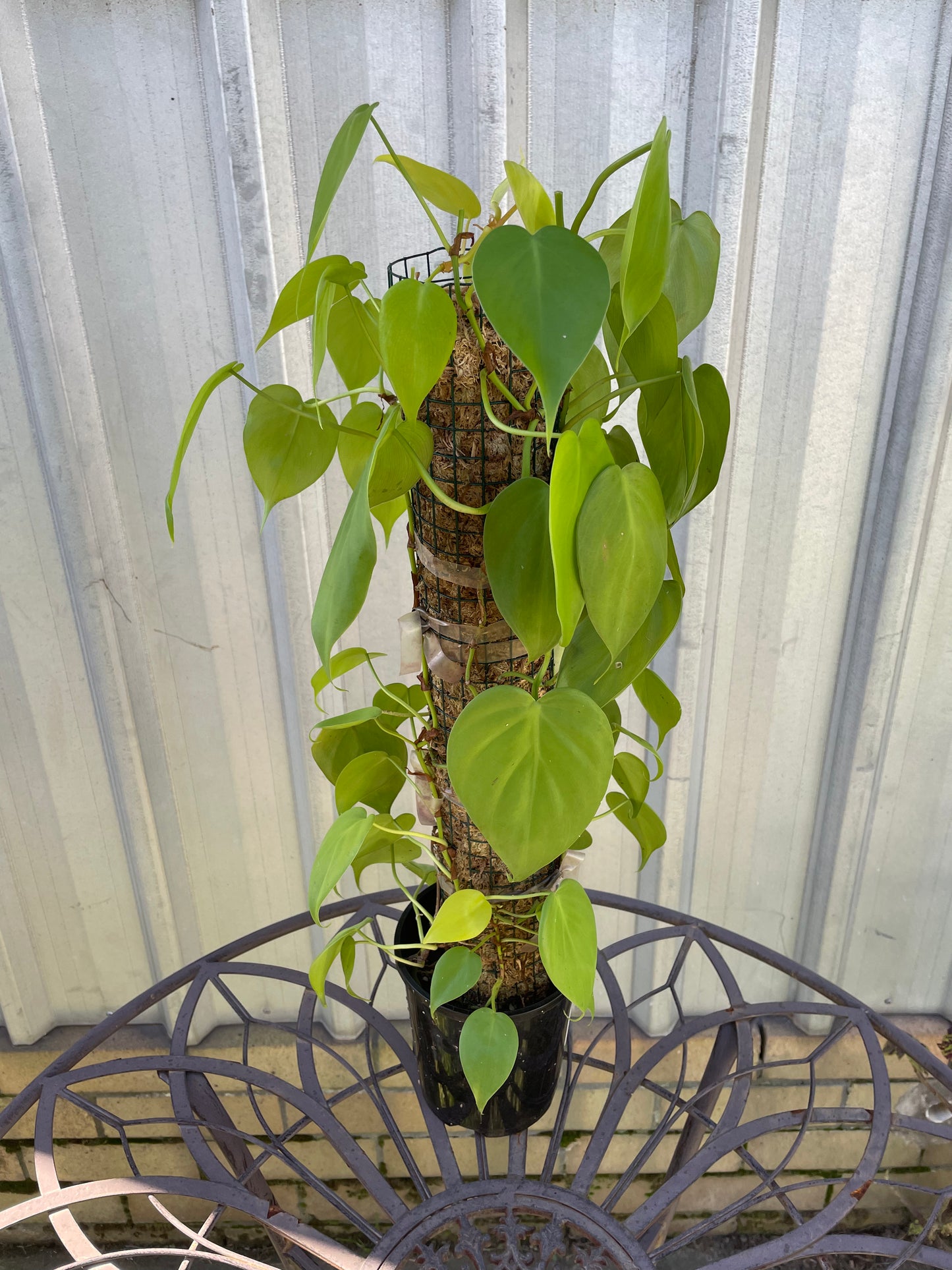 Philodendron Lemon Lime on moss pole