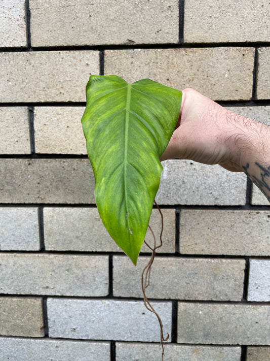 Non-TC Philodendron Domesticum cutting