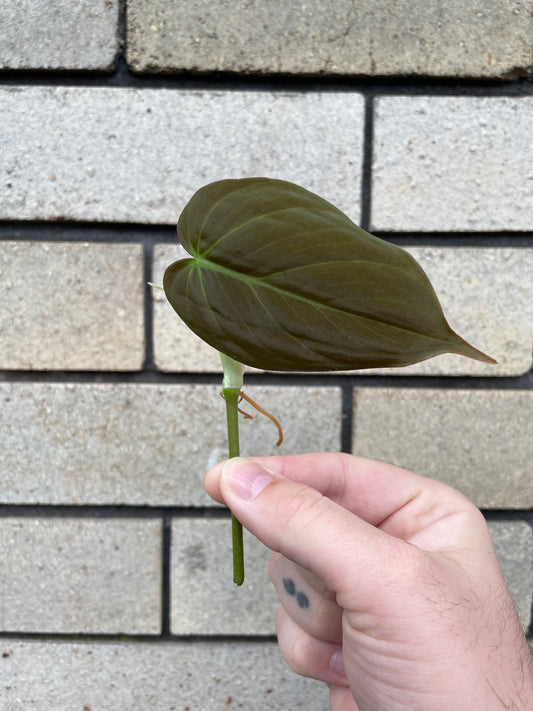 Philodendron Micans cutting