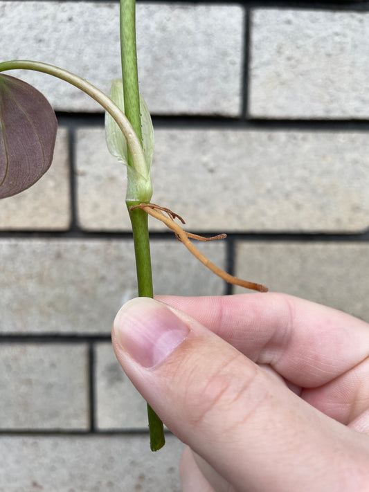Philodendron Micans cutting