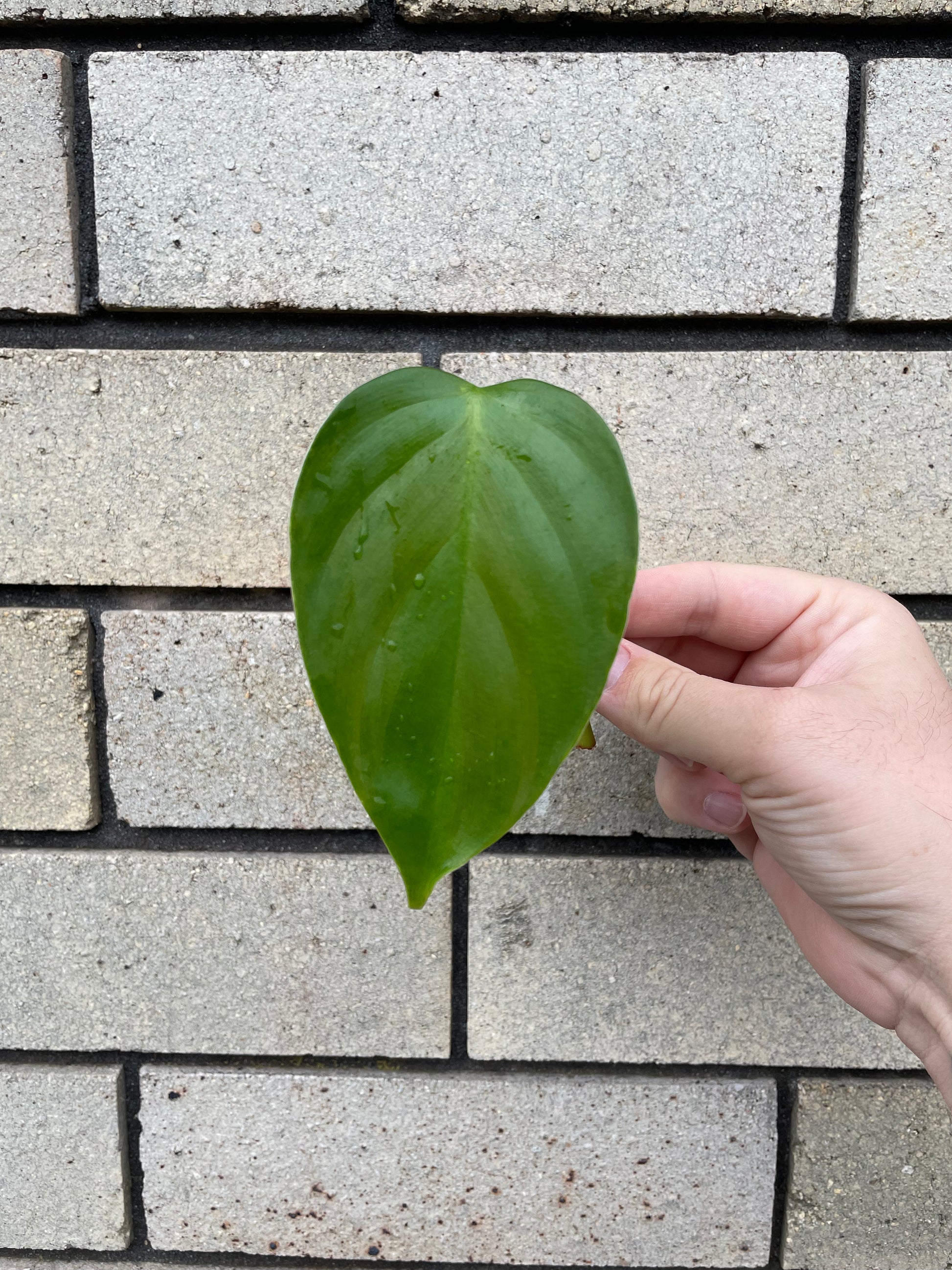 flat leaf philodendron Philodendron Equatorial Flat Leaf cutting – Elusive Plants