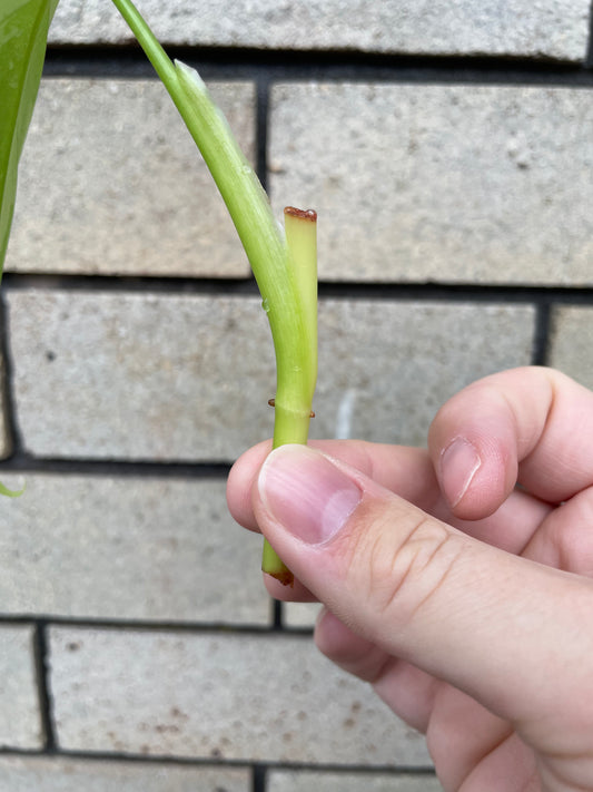 Philodendron Equatorial Flat Leaf cutting
