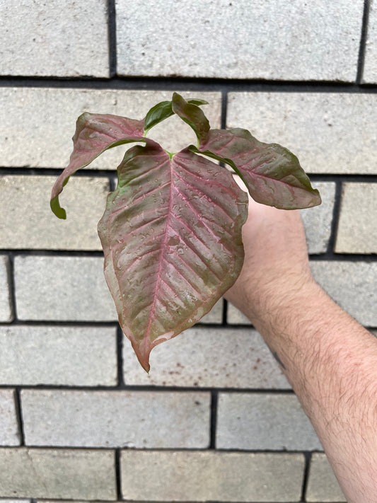 Syngonium Pink Neon cutting