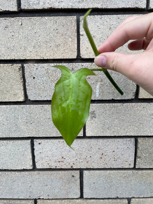 Philodendron Camposportoanum cutting