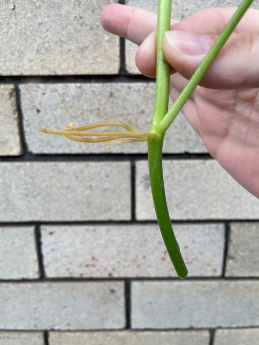 Philodendron Camposportoanum cutting