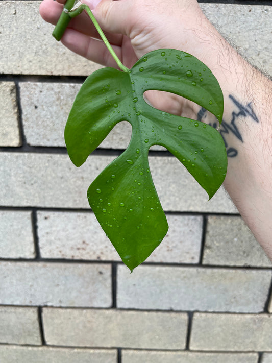 Non-TC Rhaphidophora Tetrasperma cutting