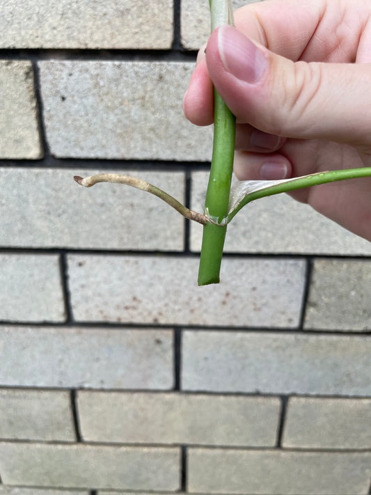Non-TC Rhaphidophora Tetrasperma cutting