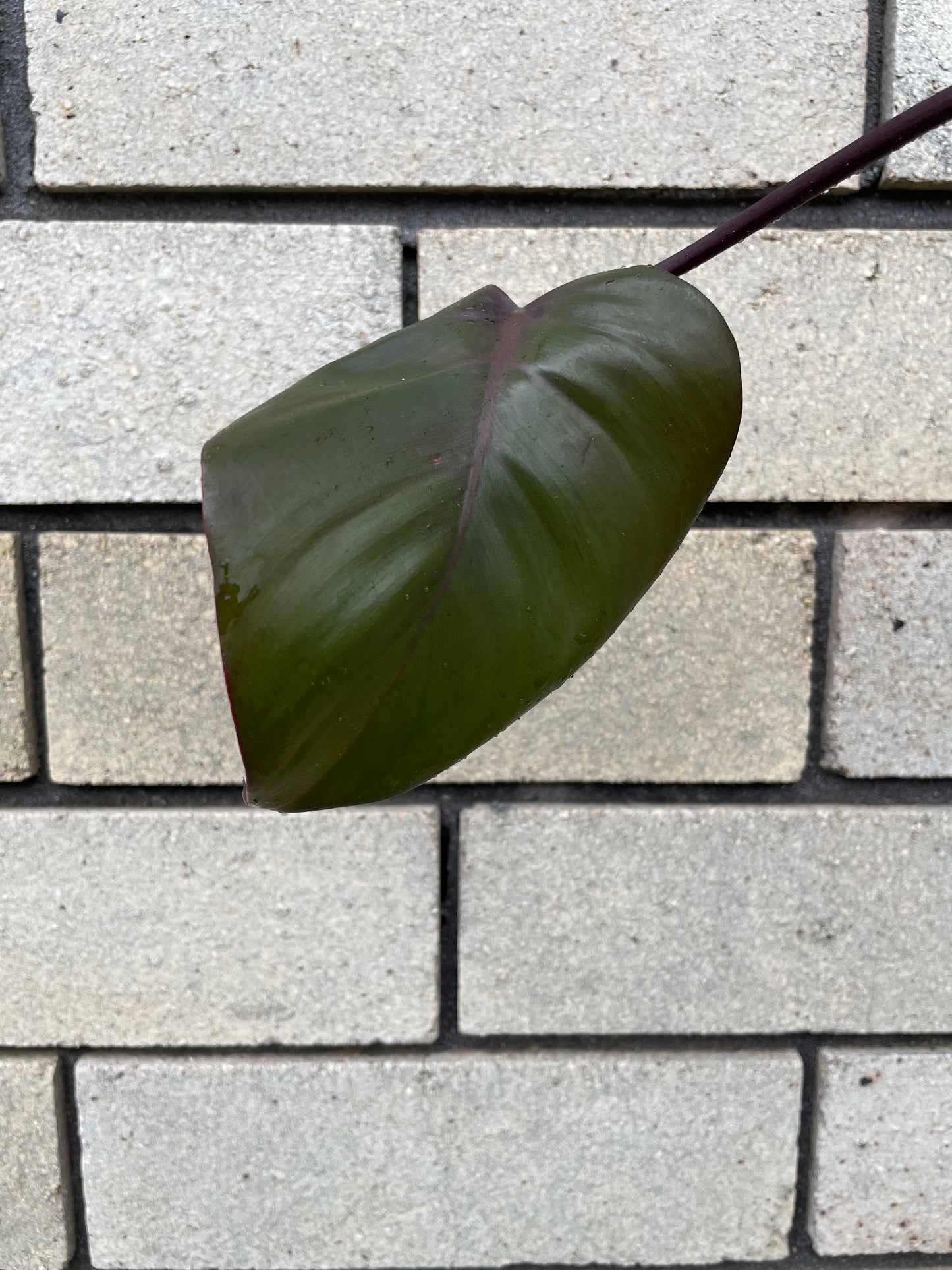 Philodendron Dark Lord cutting