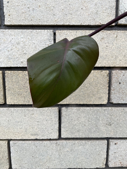 Philodendron Dark Lord cutting