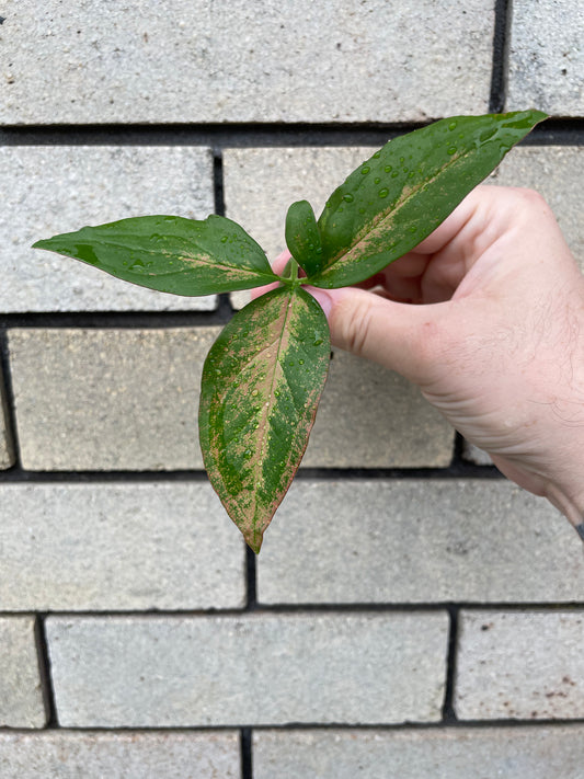 Non-TC Syngonium Orm Nak cutting