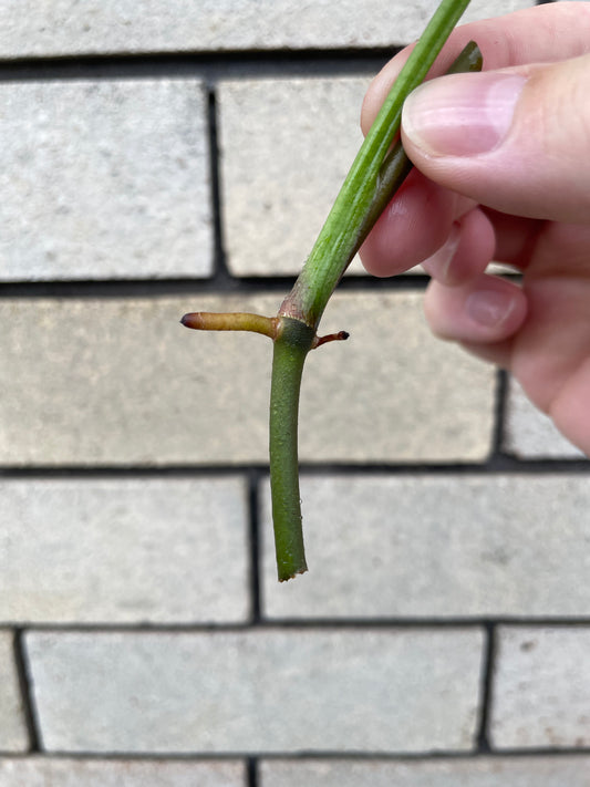 Non-TC Syngonium Orm Nak cutting