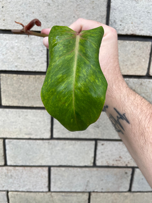 Philodendron Painted Lady cutting