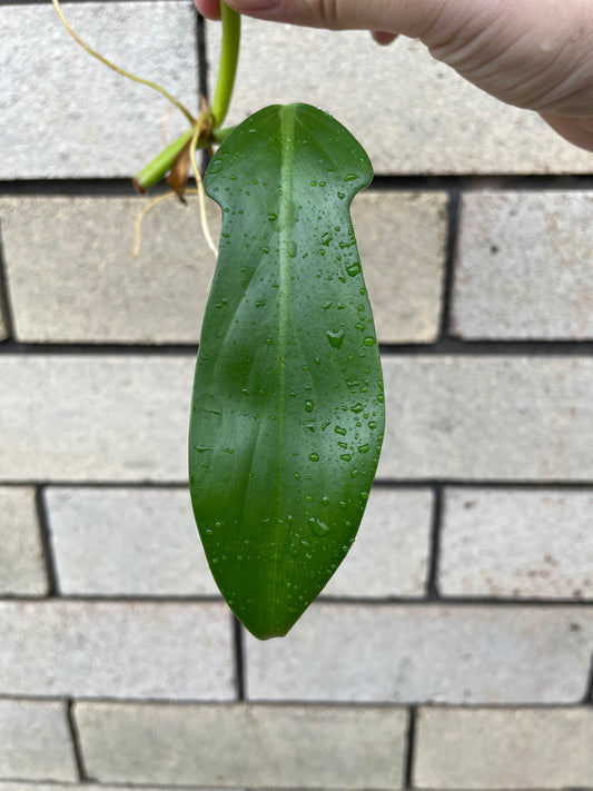 Philodendron Panduriforme cutting