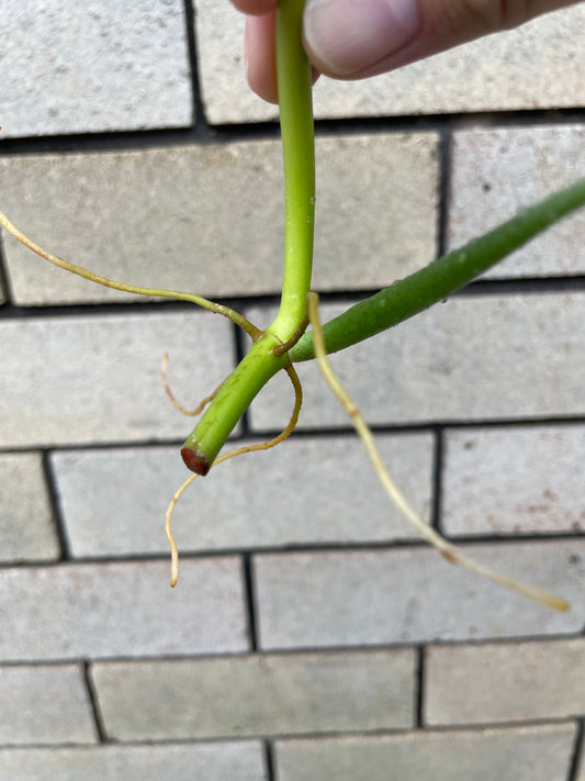 Philodendron Panduriforme cutting
