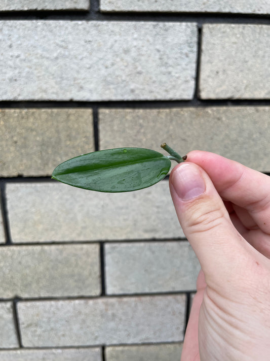 Non-TC Scindapsus Treubii Moonlight cutting