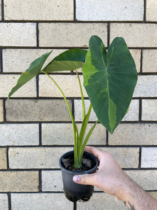 Colocasia Limeade