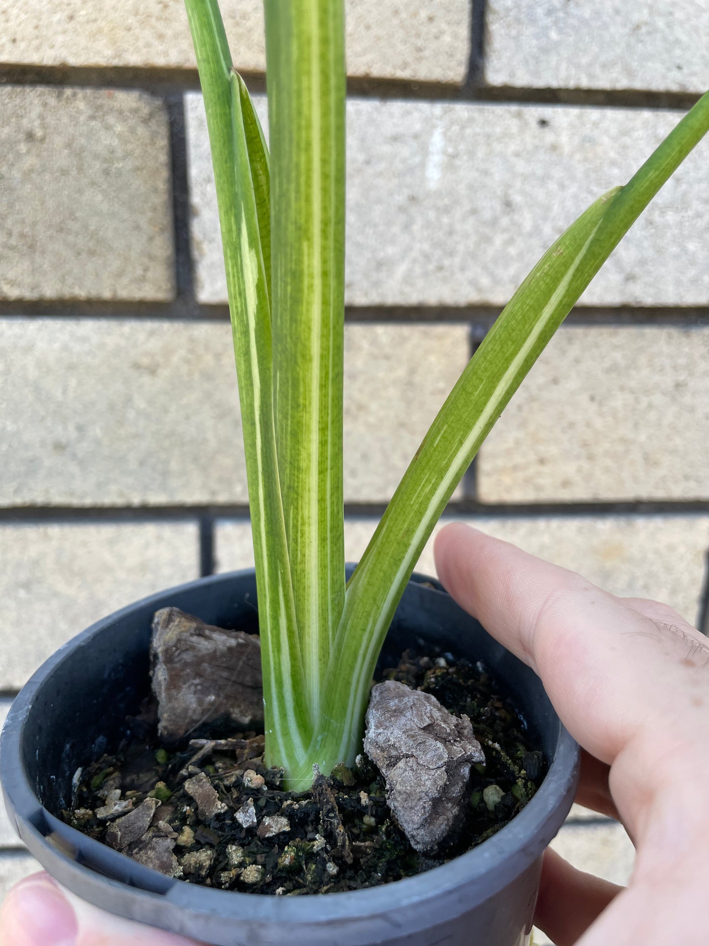 Colocasia Limeade