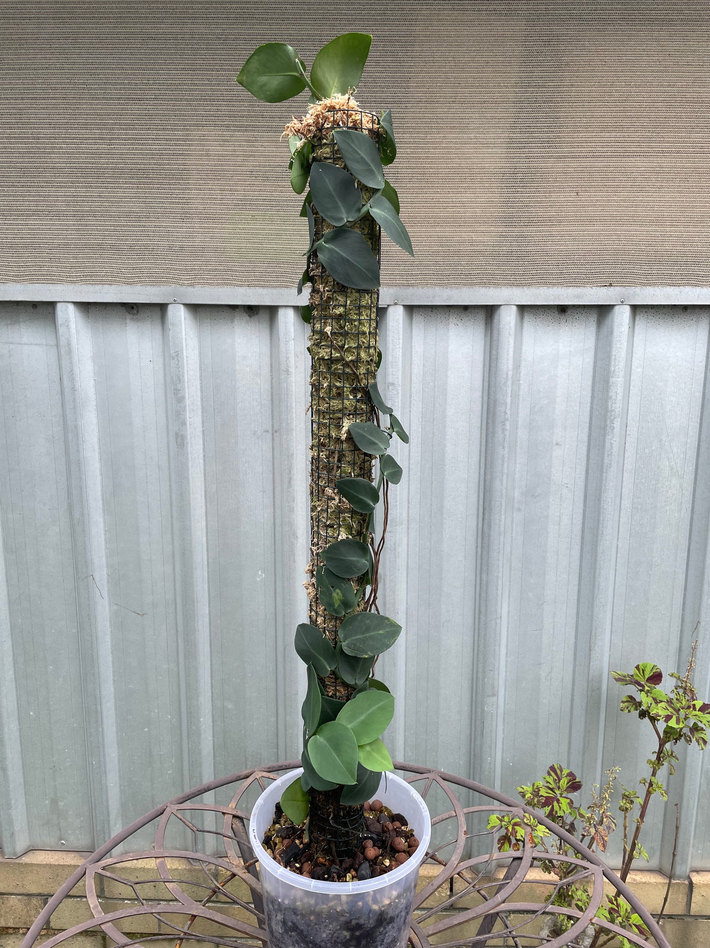 Rhaphidophora Hayi on 90cm pole