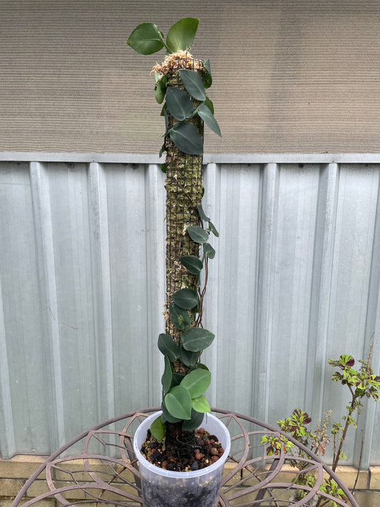 Rhaphidophora Hayi on 90cm pole