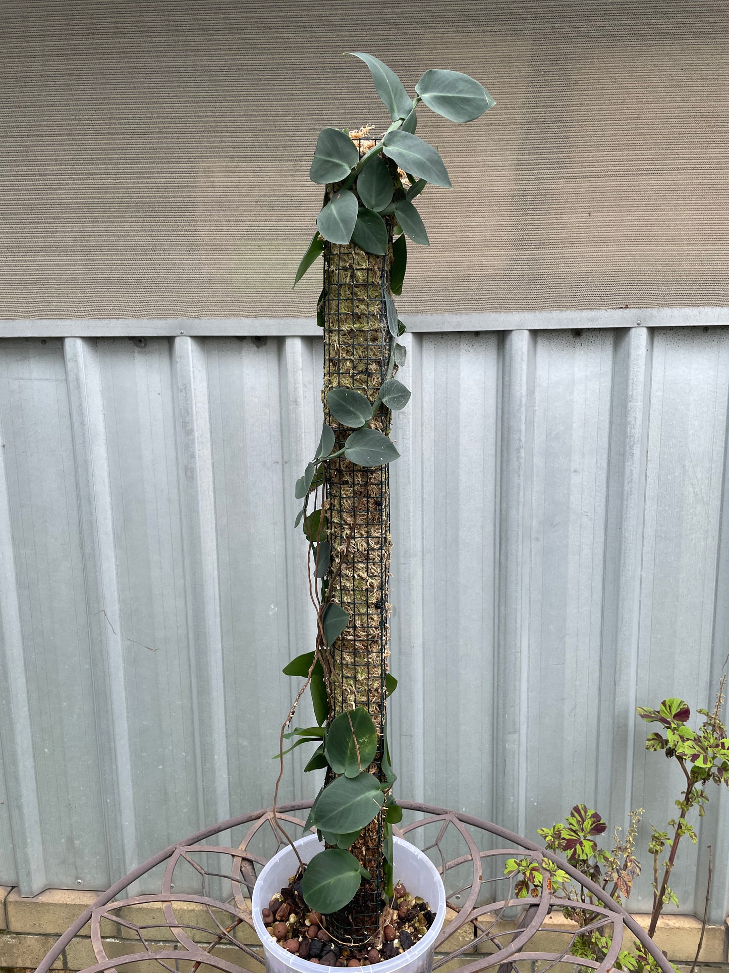 Rhaphidophora Hayi on 90cm pole