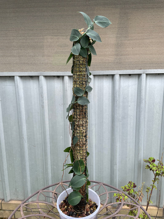 Rhaphidophora Hayi on 90cm pole