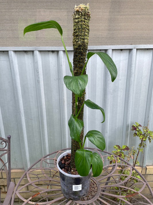 Monstera Adansonii 'Klotzschiana' on 90cm moss pole