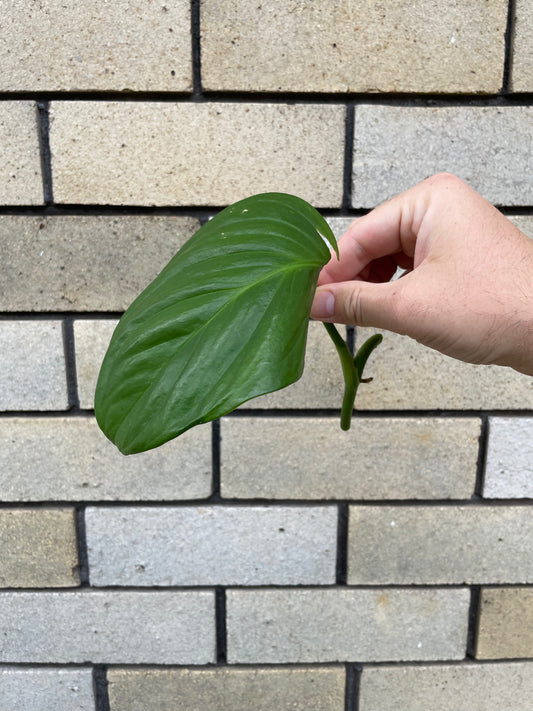 Monstera Adansonii 'Klotzschiana' cutting