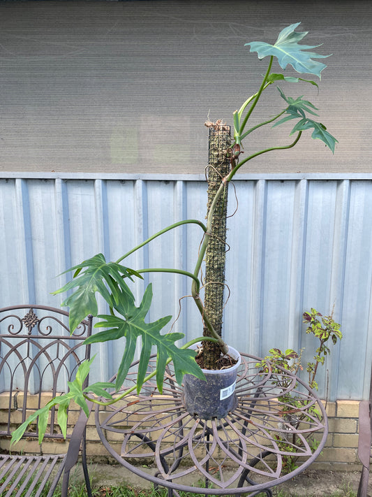 Philodendron Radiatum on 90cm moss pole