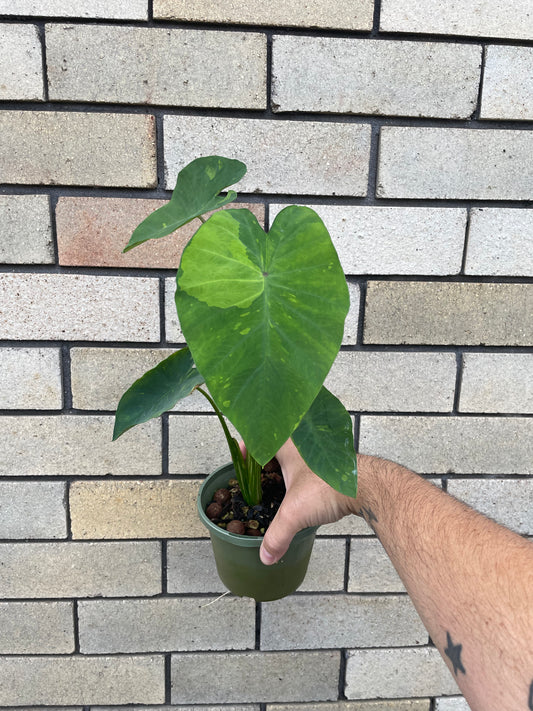 Colocasia Limeade
