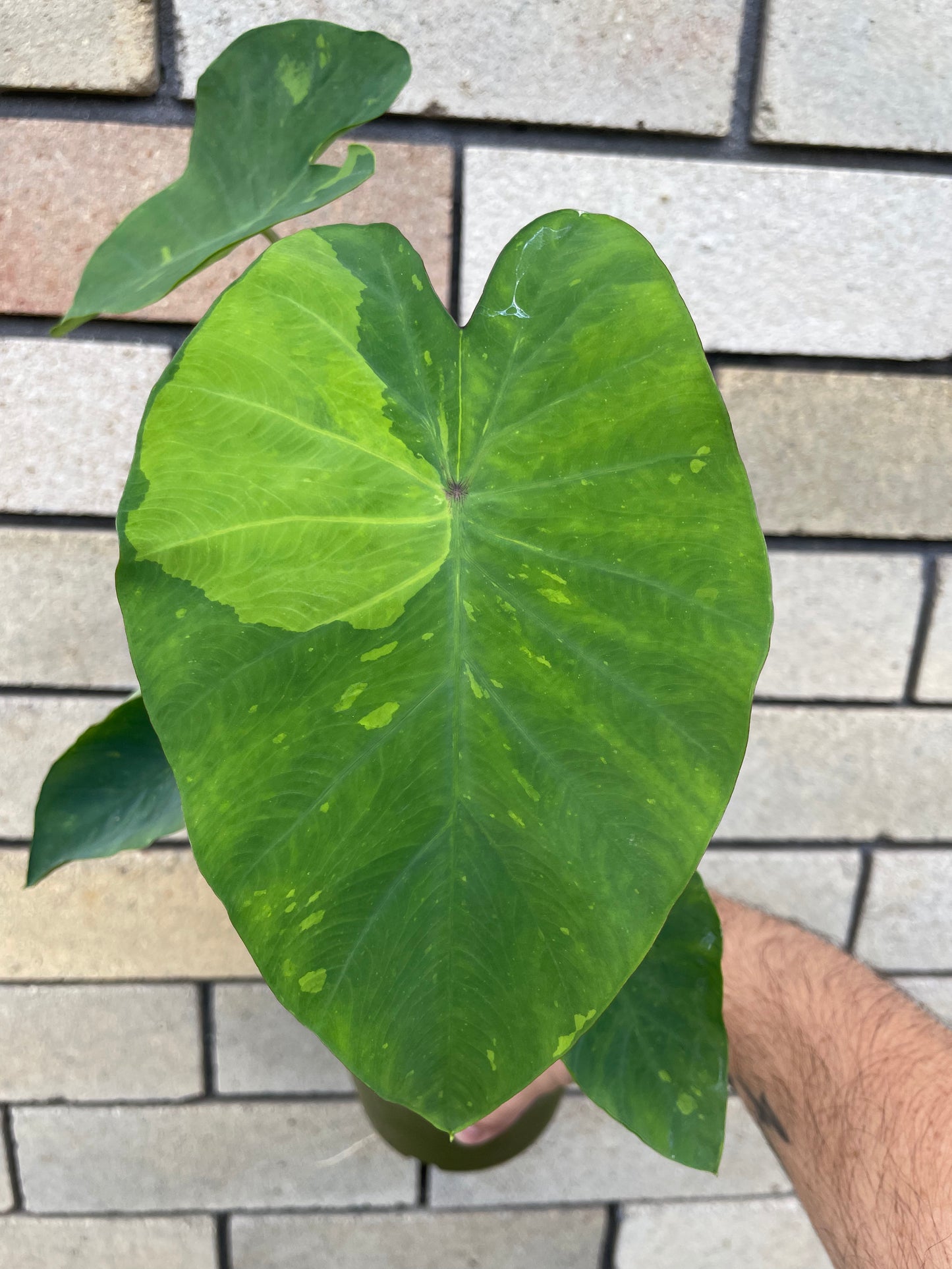 Colocasia Limeade