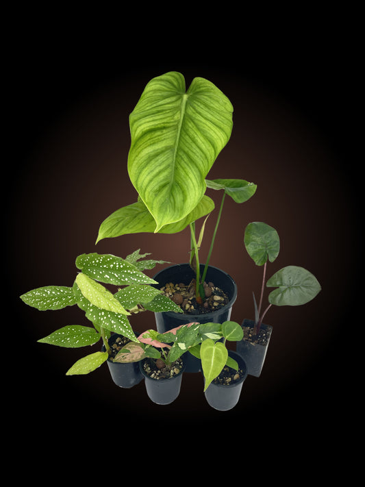Weekly Auction - Indoor Plant Bundle