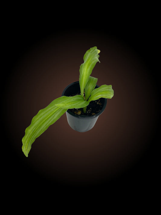 Kaempferia Angustifolia