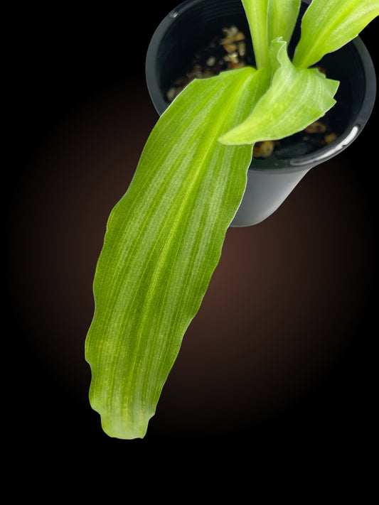 Kaempferia Angustifolia