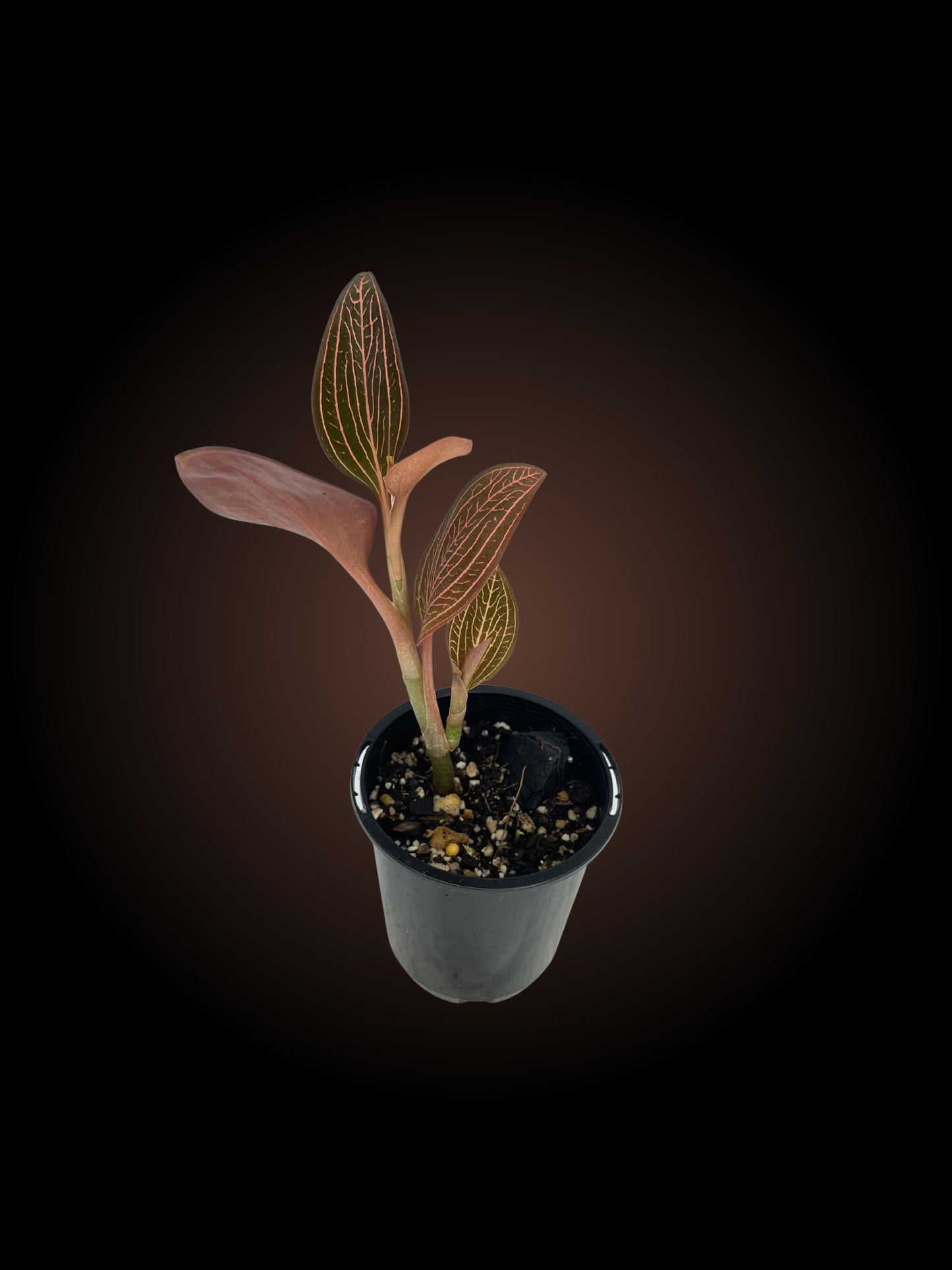 Ludisia Discolor 'Spiderman'