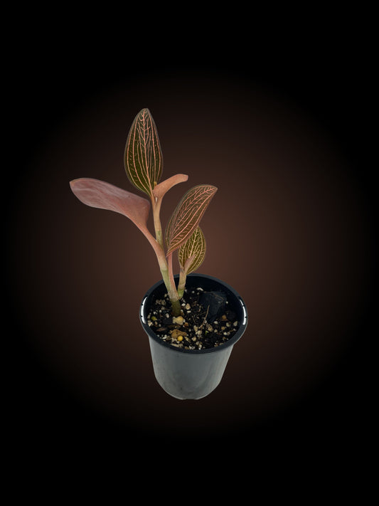 Ludisia Discolor 'Spiderman'