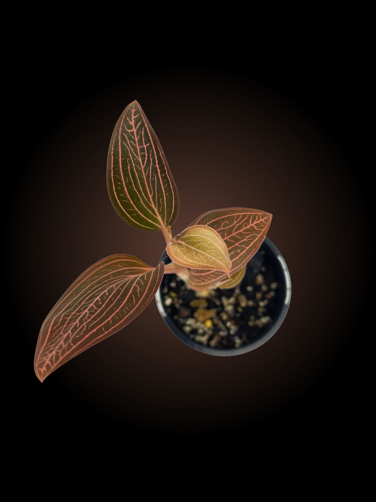 Ludisia Discolor 'Spiderman'