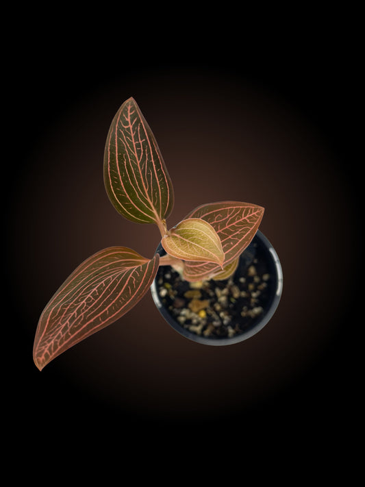 Ludisia Discolor 'Spiderman'