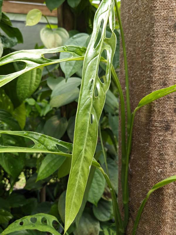 Monstera Obliqua Tiwintza Narrow